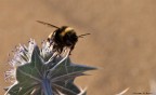 apis mellifera apis mellifera