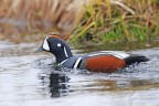 moretta arlecchino(istrionicus-istronicus) moretta arlecchino(istrionicus-istronicus)