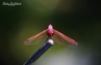 Libellula