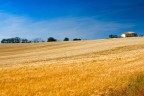 Ci guadagno - disse la volpe - il colore del grano Ci guadagno - disse la volpe - il colore del grano