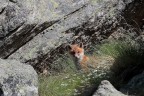 Nascosto nell'erba