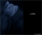 :: ... in blue :: ... in blue