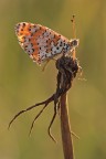 melitaea
