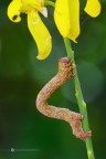 Lycia hirtaria Lycia hirtaria