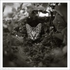 cat cat