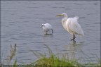 Airone bianco e garzetta insieme a pesca Airone bianco e garzetta insieme a pesca