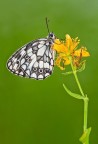Melanargia Melanargia