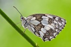 Melanargia Melanargia