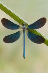 ...Calopteryx Splendens...