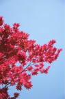 Shocking Bloody Tree! Shocking Bloody Tree!
