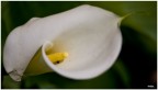 FIORE.. FIORE..