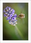 Golosi di lavanda Golosi di lavanda