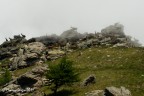 Capre nella nebbia Capre nella nebbia