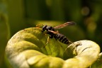 Vespa su sarracenia Vespa su sarracenia