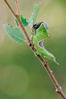 bruco Cerura vinula bruco Cerura vinula