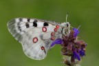 Parnassius Apollo Parnassius Apollo