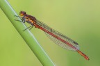Pyrrhosoma nymphula Pyrrhosoma nymphula