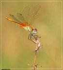 Simpetrum Fonscolombi