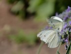 Farfalla Vissuta Farfalla Vissuta