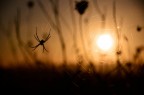 spider spider