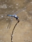 Brunneum fluviale