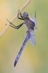 Orthetrum coerulescens