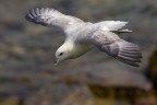 Fulmaro in volo