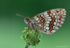 Melitaea athalia