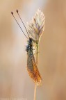 Libelloides siculus (Angelini, 1827) - Ascalaphidae Libelloides siculus (Angelini, 1827) - Ascalaphidae
