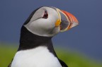 puffin portrait puffin portrait