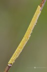 Uova di Lepidottero Uova di Lepidottero