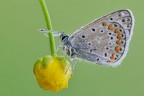 Polyommatus icarus
