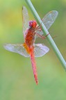 Crocothemis erythraea