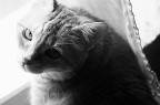 This is a cat This is a cat