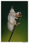 Exuvia ...... Exuvia ......