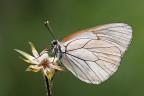 Aporia Aporia
