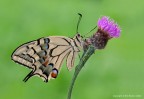 Macaone-(Papilio-machaon)
