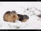 Marmotta # 2