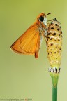 Thymelicus acteon Thymelicus acteon