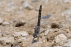 Brachithemys impartita Brachithemys impartita