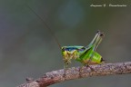 Eupholidoptera cfr. - Full Frame! - (3000 Pixel) Eupholidoptera cfr. - Full Frame! - (3000 Pixel)
