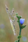 Empusa pennata (Thunberg 1815) - Empusidae Empusa pennata (Thunberg 1815) - Empusidae