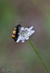 Mylabris Variabilis