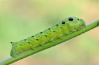 Deilephila elpenor