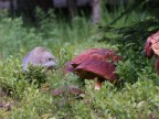 Funghi Funghi