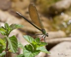 Amore e odio per la C.Splendens