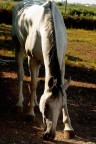 grey horse grey horse