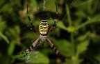 Argiope bruennichi