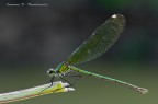 Calopteryx splendes (Full frame) 3000 Pixel.