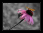 Fiore e farfalla Fiore e farfalla